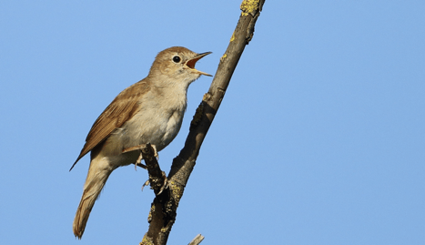 Global Warming Shortens Nightingales' Wings - Yetkin Report