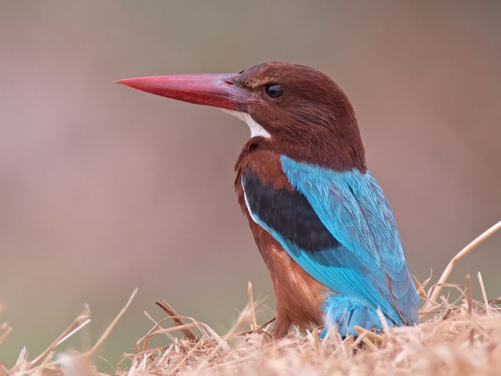 Biyoçeşitlilik kayboldukça biz de tükeniyoruz