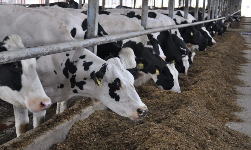 ABD raporu: Hayvan ithalatı artacak, et ve süt fiyatlarına yansıyacak mı?