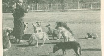From 1910 to 2024: Is Türkiye on the brink of another dog masacre?