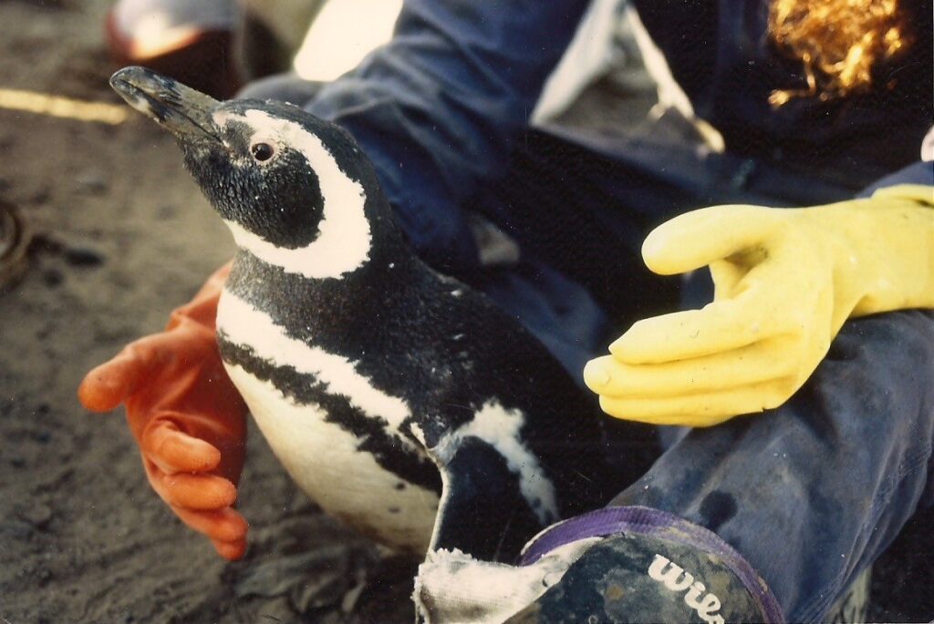 Juan Salvador Adında Bir Penguen